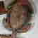 item-88566369=3