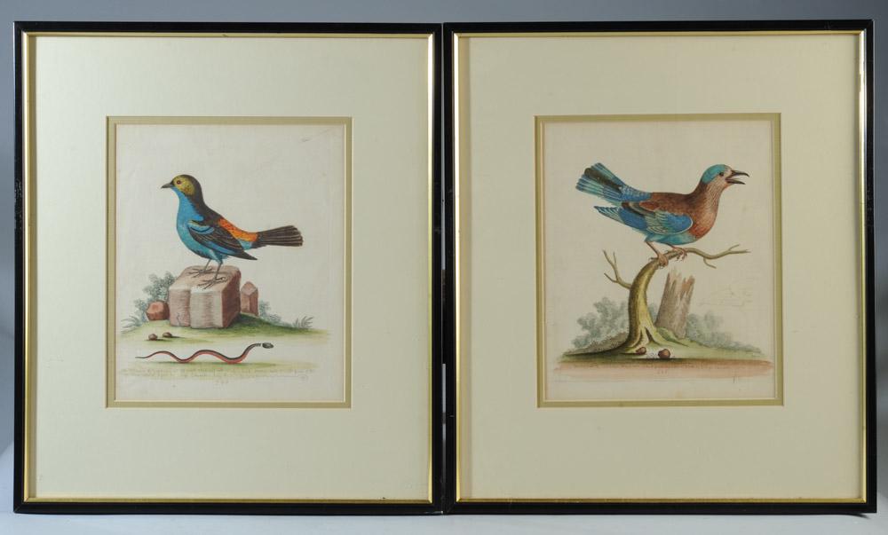18th C. George Edwards Engravings of Birds, Framed (1 of 5)