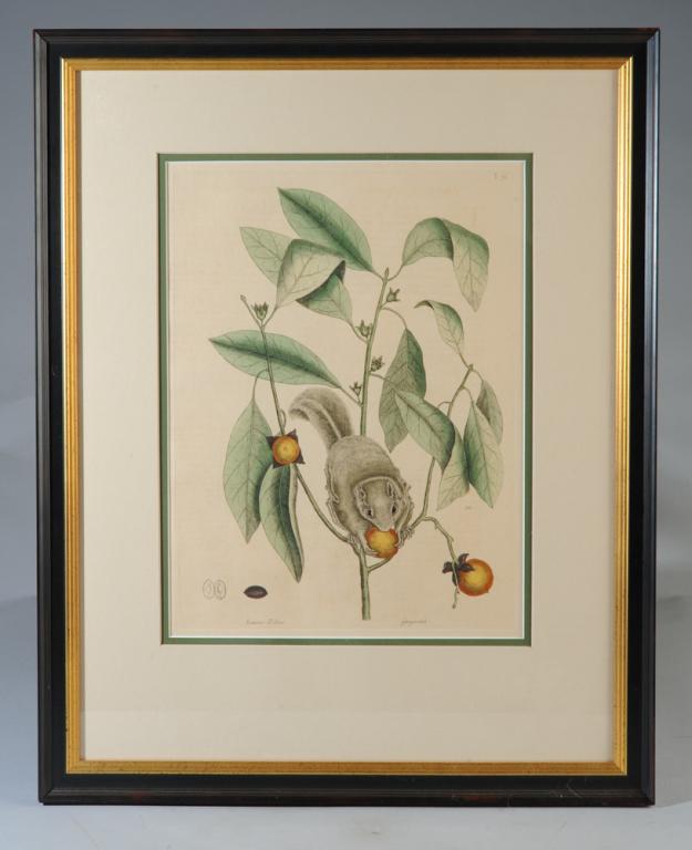 Mark Catesby (1682-1749) Two Engravings: Hand colored 18th C. engravings on laid paper, captioned: "Sciurus Volans, Guajacana" and "Sciurus, Cornus" showing a flying squirrel and a chipmunk, by London born naturalist Mark Catesby. Catesby ca