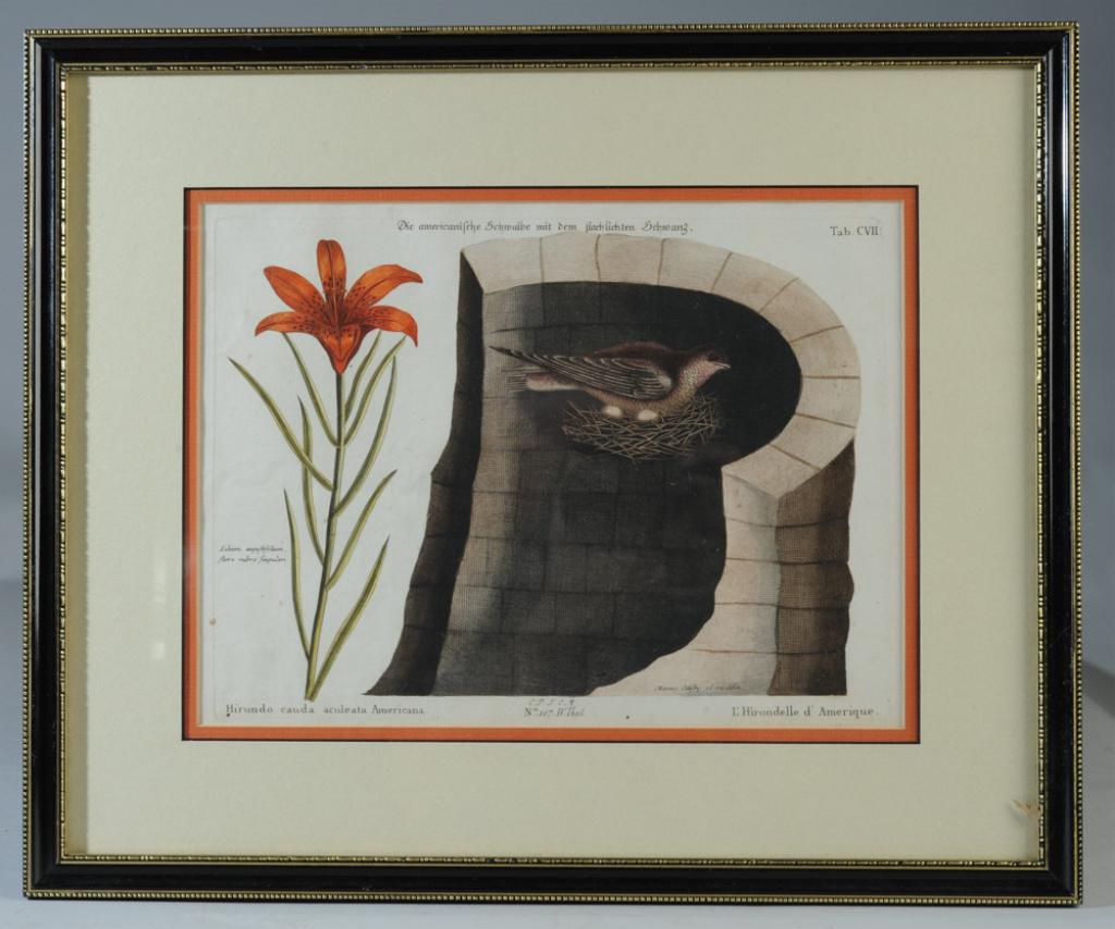 Mark Catesby 18th C. Hand Colored Engraving: Framed hand colored engraving showing a day lily and a swallow on a nest in the wall of a chimney, after a work drawn from life by Mark Catesby, (1682-1749) from L'Hirondelle d'Amerique. Edited by Geo