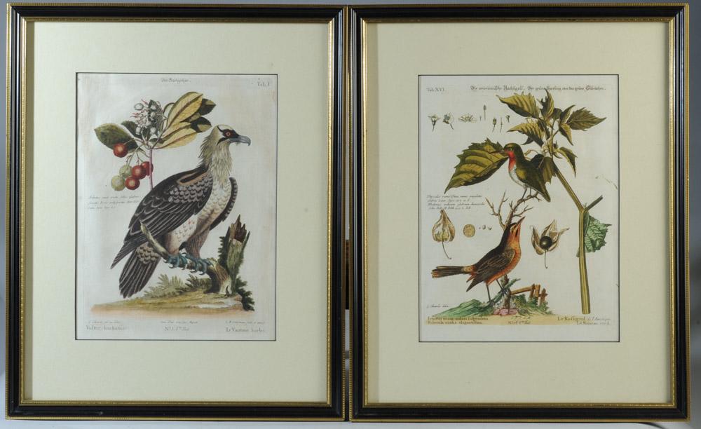 18th C. George Edwards Ornithological Engravings (1 of 6)