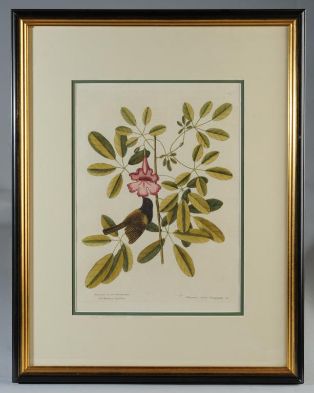 Mark Catesby 18th C. Hand Colored Engraving (1 of 4)