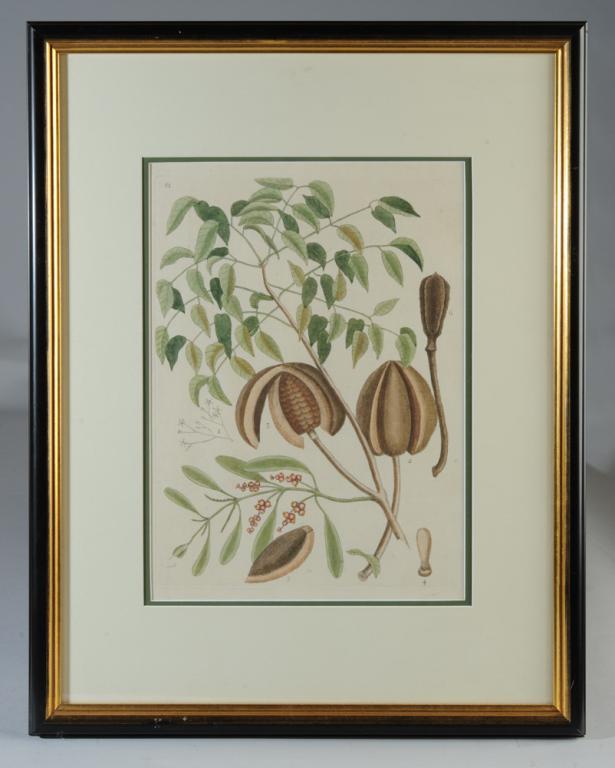Mark Catesby Hand Colored Engraving (1 of 4)