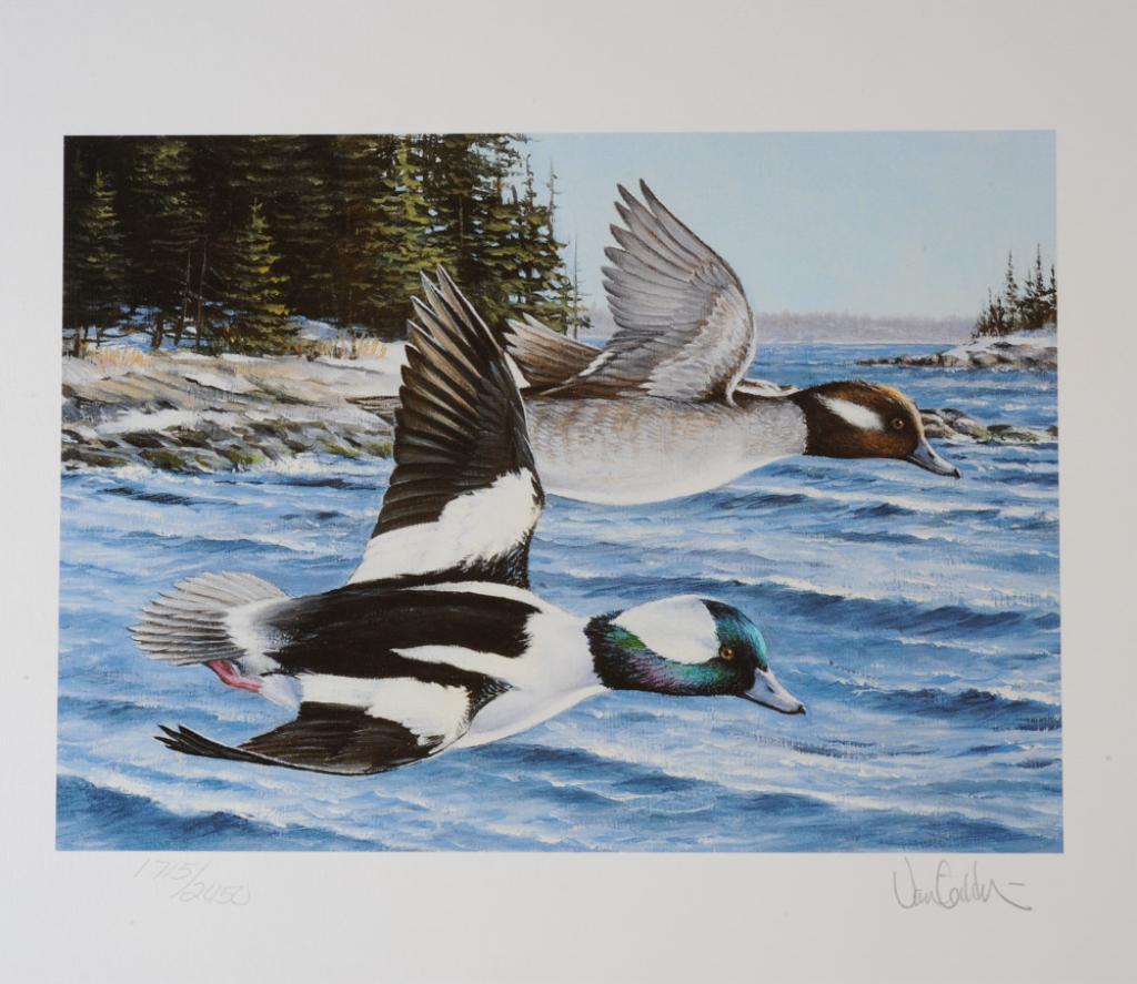 Maine Migratory Waterfowl Print & Stamp Grouping (1 of 4)