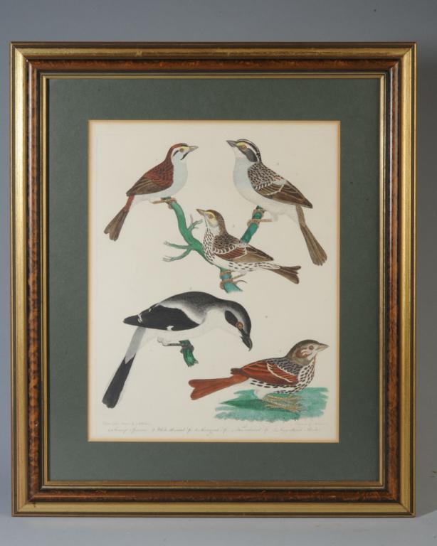 After Alexander Wilson, Sparrows, Hand Colored (1 of 3)