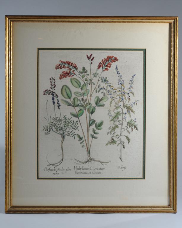 Basilius Besler (1561-1629) Botanical Engraving: Large hand colored copper plate engraving of French Honeysuckle, Common Sainfoin and Feather Geranium/Jerusalem Oak, titled " Hedysarum Clypeatum" from Basilius Besler's 1613 folio "Hortus Eystettensi