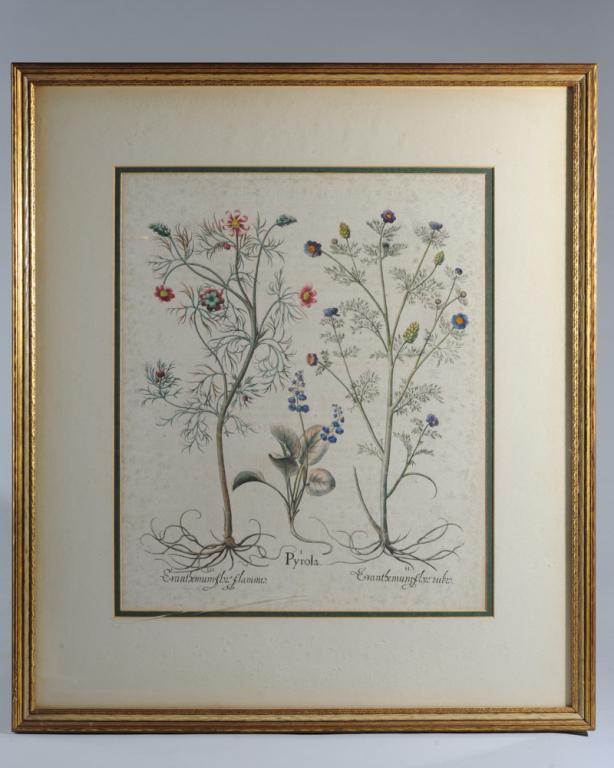 Basilius Besler (1561-1629) Botanical Engraving: Large hand colored copper plate engraving titled "Eranthemum Flore Flammeo, Pyrola, Eranthemum Flore Rubro" from Basilius Besler's 1613 folio "Hortus Eystettensis". The work was an important early att