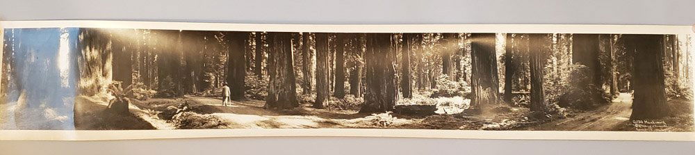 1912 Panoramic Photo "God's Handiwork": Unframed panoramic gelatin silver photograph of massive redwood trees dwarfing the figure of a man, by Schuyler U. Bunnell, S. U. (Schuyler U.). Very good condition. Stored rolled. Approx. 7 x 47.5 in