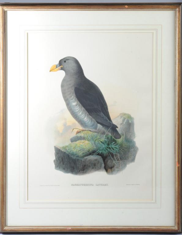 Hand Colored Lithograph After J. Wolf 1868: "Sagmatorrhina Lathami", published by Bowen & Co., framed, minor damage to frame.Visible image: approx. 21 1/4" x 16".Frame: approx. 29 1/4" x 23 1/2".