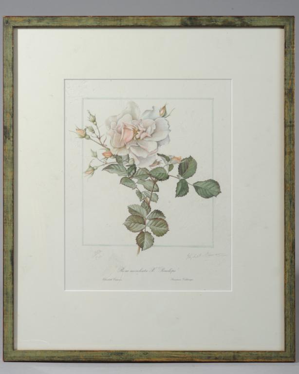 Elizabeth Cameron Signed Botanical Print (1 of 2)