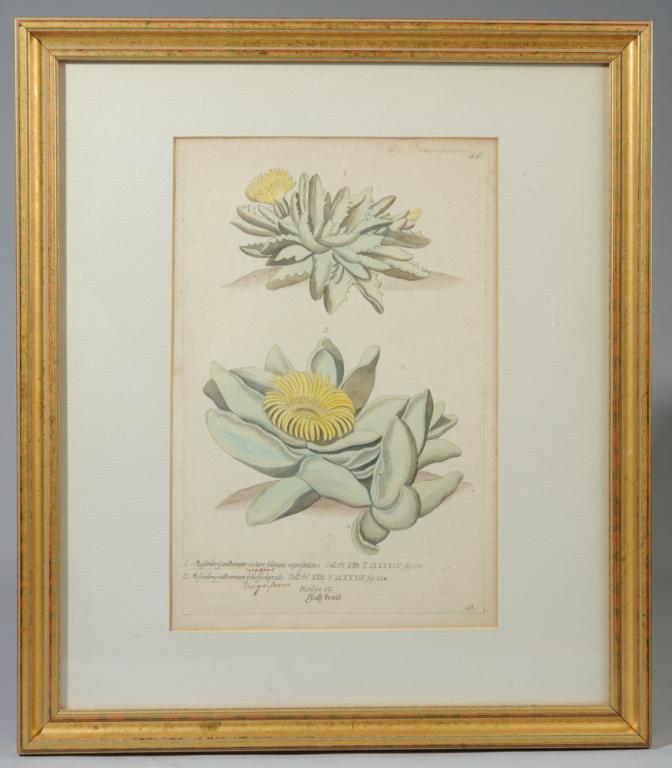 18th C Botanicals Benjamin Wilkes Johann Weinmann (1 of 17)