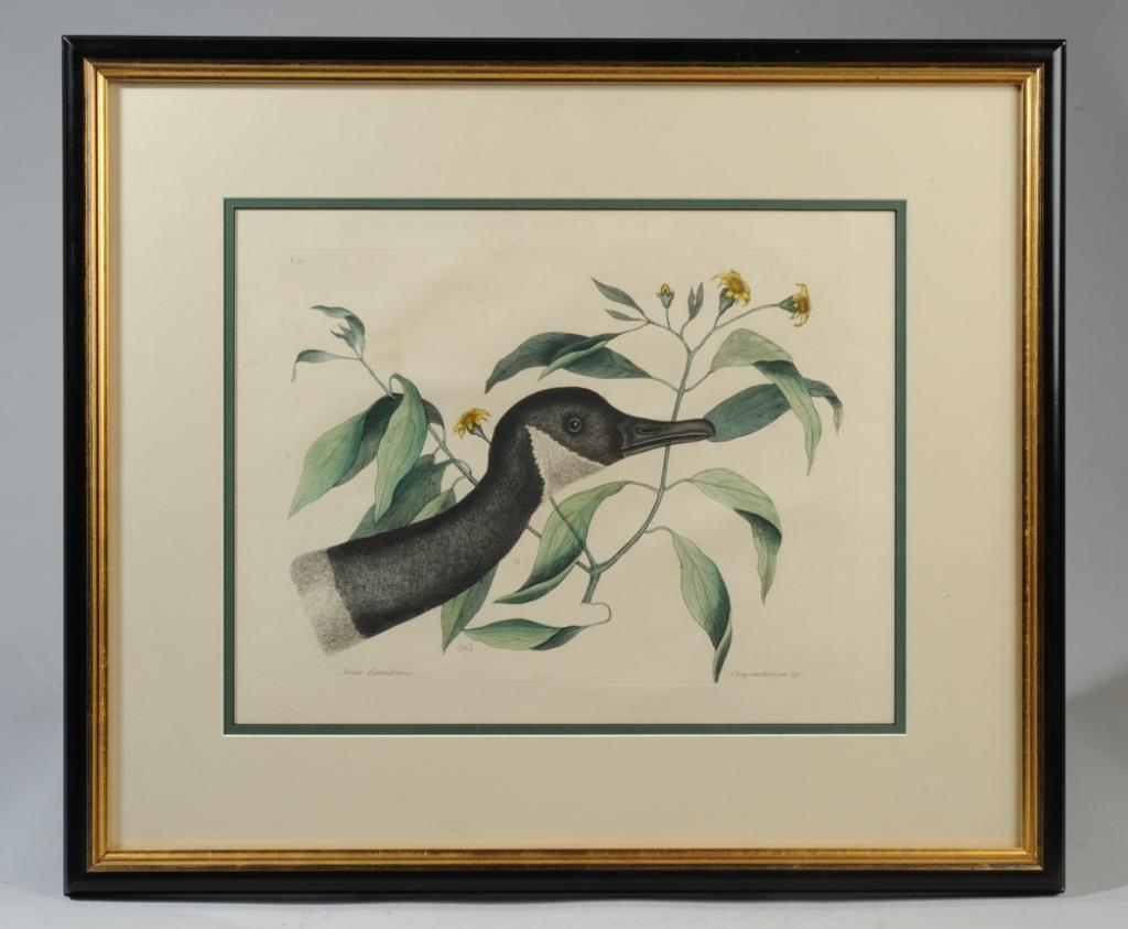 Color Etching after Mark Catesby, Canada Goose: Color etching after Mark Catesby (1682-1749) from "The Natural History of Carolina, Florida, and the Bahama Islands." Edition unknown. Minor discoloration. Matted and framed.Visible image: approx. 15