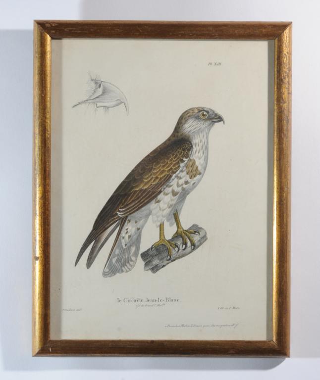 After Paul Oudart Color Ornithological Print (1 of 3)