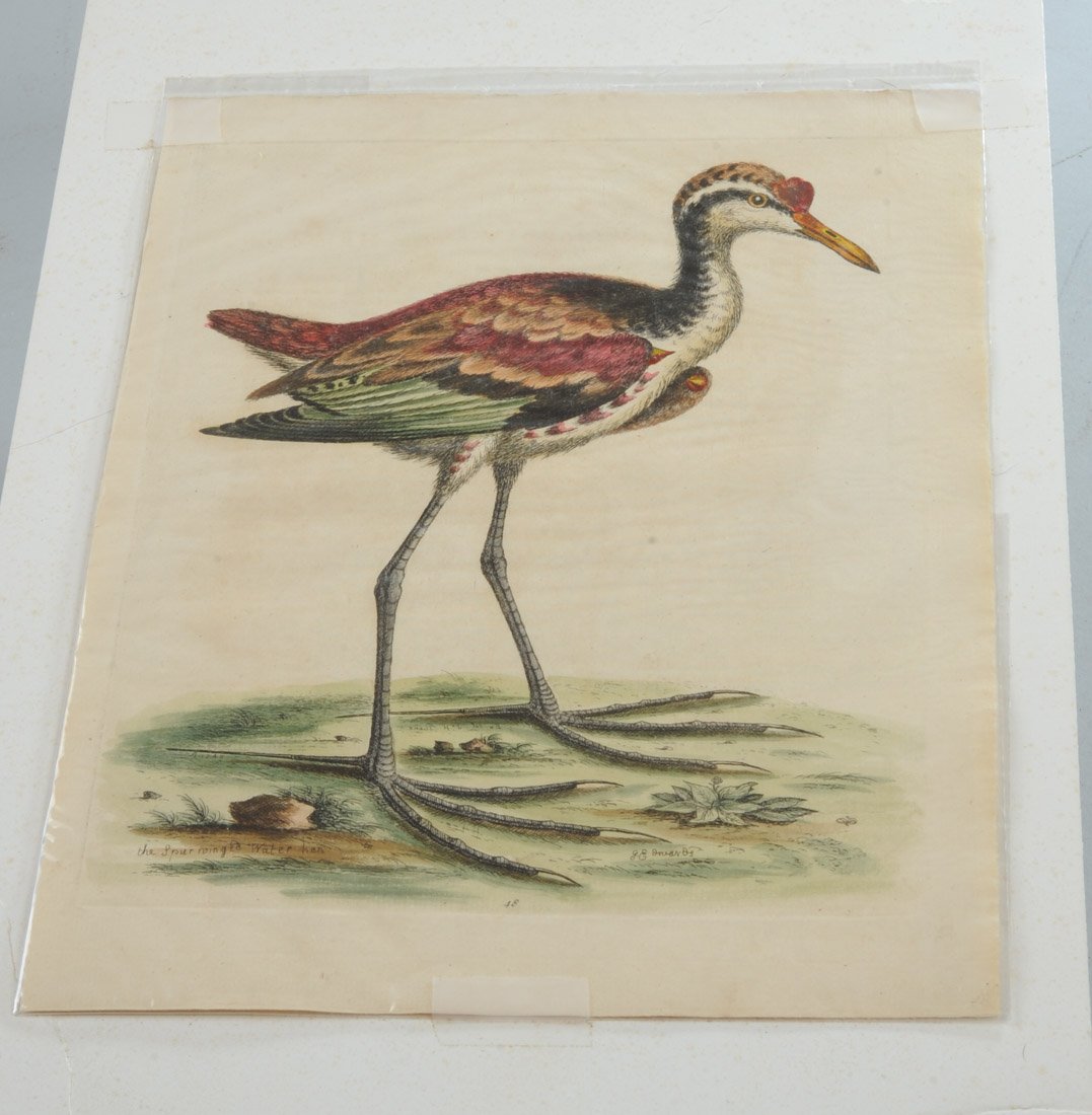 Hand Colored George Edwards Engraving (1 of 3)