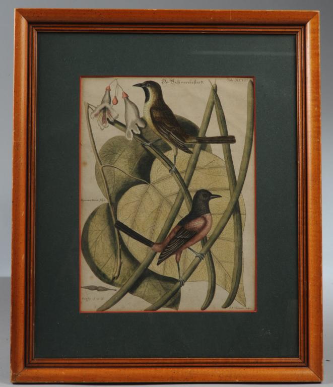 after Mark Catesby (1683-1749): 18th C. Hand-colored ornithological print on laid paper by Johann Michael Seligmann, (1720-1762) after a drawing from life by Mark Catesby: "Der Baltimorebastard". Frame, approx.14 3/4" x 17 3/4" Sigh