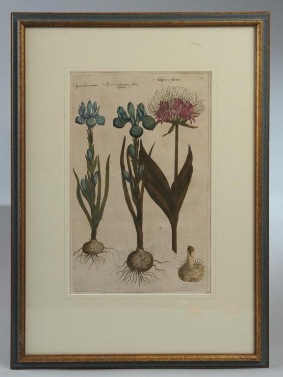 Botanical Engraving after Emanuel Sweert (1 of 4)