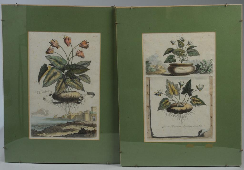 Abraham Munting (1626-1683, Dutch) 2 Botanicals (1 of 3)