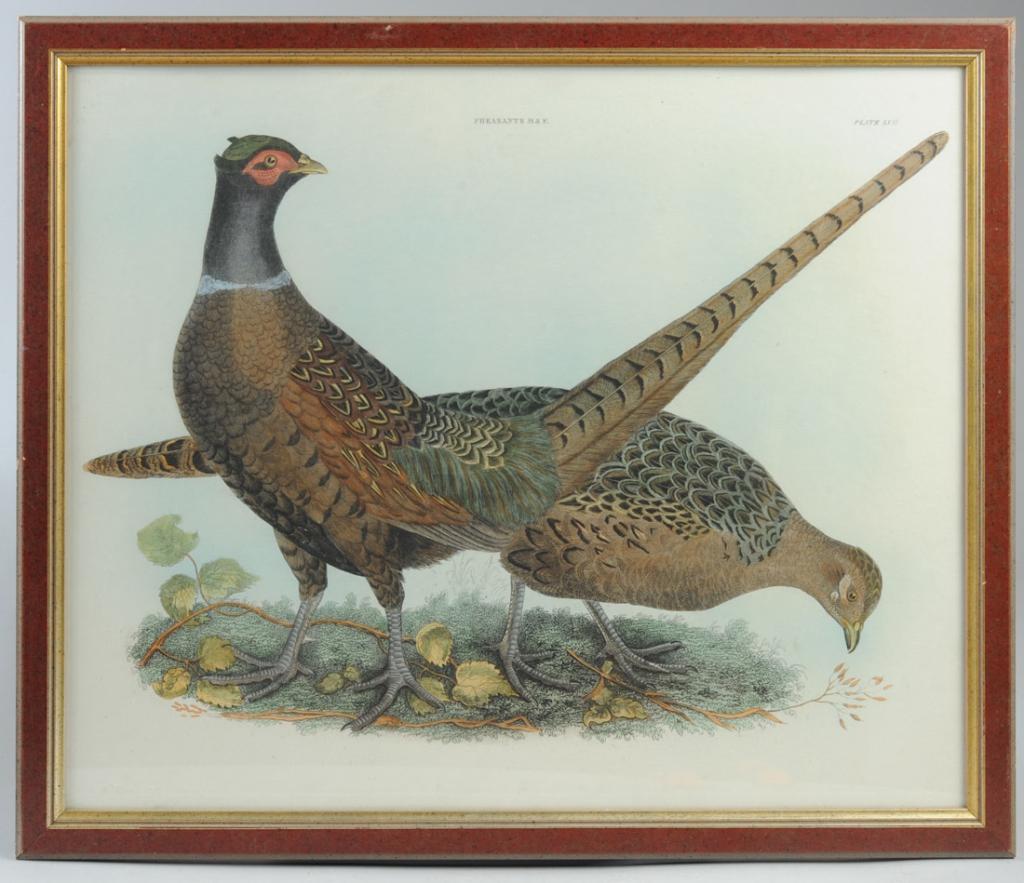 John Selby Prideaux  (1788-1867)  Pheasants (1 of 2)