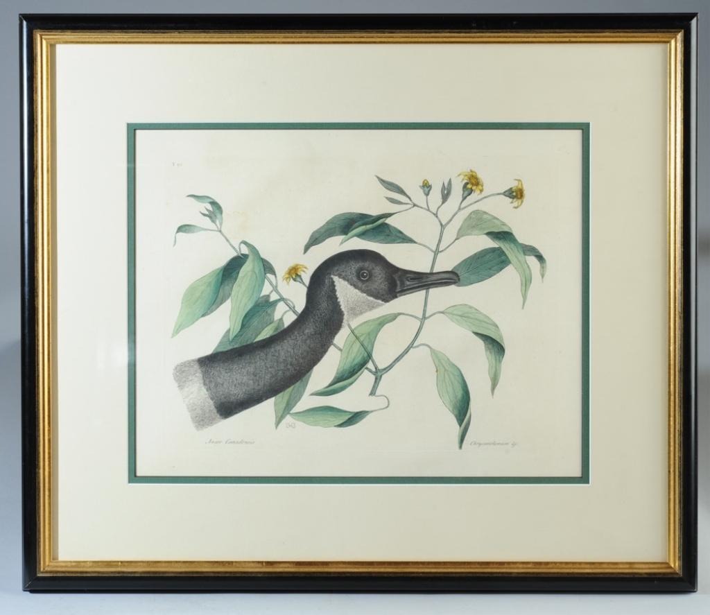 Mark Catesby Hand Colored Engraving (1 of 3)