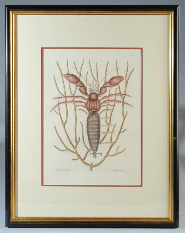 Mark Catesby Hand Colored Engraving: Captioned "Cancellus Maximus, Lathophyton &c", a bold image of a Sea Hermit Crab from the "Natural History of Carolina Florida and the Bahama Islands" by British naturalist and self-taught artist Mark