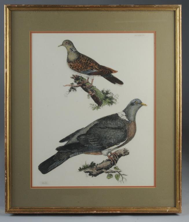 Prideaux John Selby, Ring Dove & Turtle Dove (1 of 4)