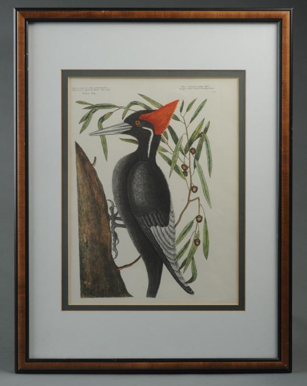 Engraving after Mark Catesby: White Billed Woodpecker originally from The Natural History of Carolina, Florida and The Bahama Islands, age and edition unknown, not examined out of frame.Visible image: approx. 15 3/4" x 11 3/4".Fra