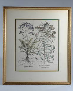 Basilius Besler (1561-1629) Botanical Engraving: Large hand colored copper plate engraving of Cudweed titled "Cineraria Marina, Gnaphalium latifolium peregrinum," from Basilius Besler's 1613 folio "Hortus Eystettensis". The work was an important ear