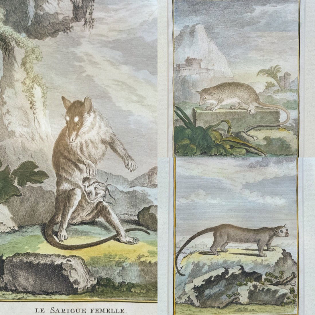 Three French Hand Colored Engravings of Mammals (1 of 6)