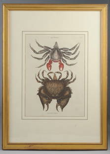 Mark Catesby (1683-1749) Hand Colored Engraving: 18th C. hand colored copper plate engraving on laid paper by British naturalist Mark Catesby, showing "The Red Motled (sic) Rock Crab, the Rough Shelled-Crab", plate T36 from the "Natural History of C