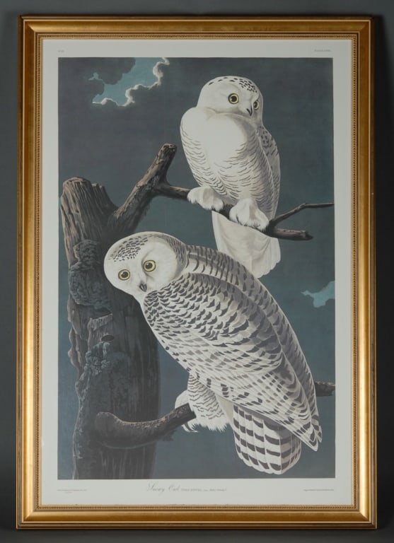 John James Audubon Princeton Edition Snowy Oil (1 of 5)