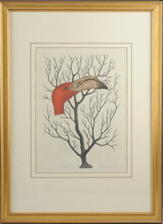 Mark Catesby (1683-1749) Hand Colored Engraving: 18th C. hand colored copperplate engraving on laid paper, showing the bill of the flamingo and Gorgonian coral, captioned: "Caput Phoenicopter" and "Keratophyton &c.", plate T74 from "Natural History