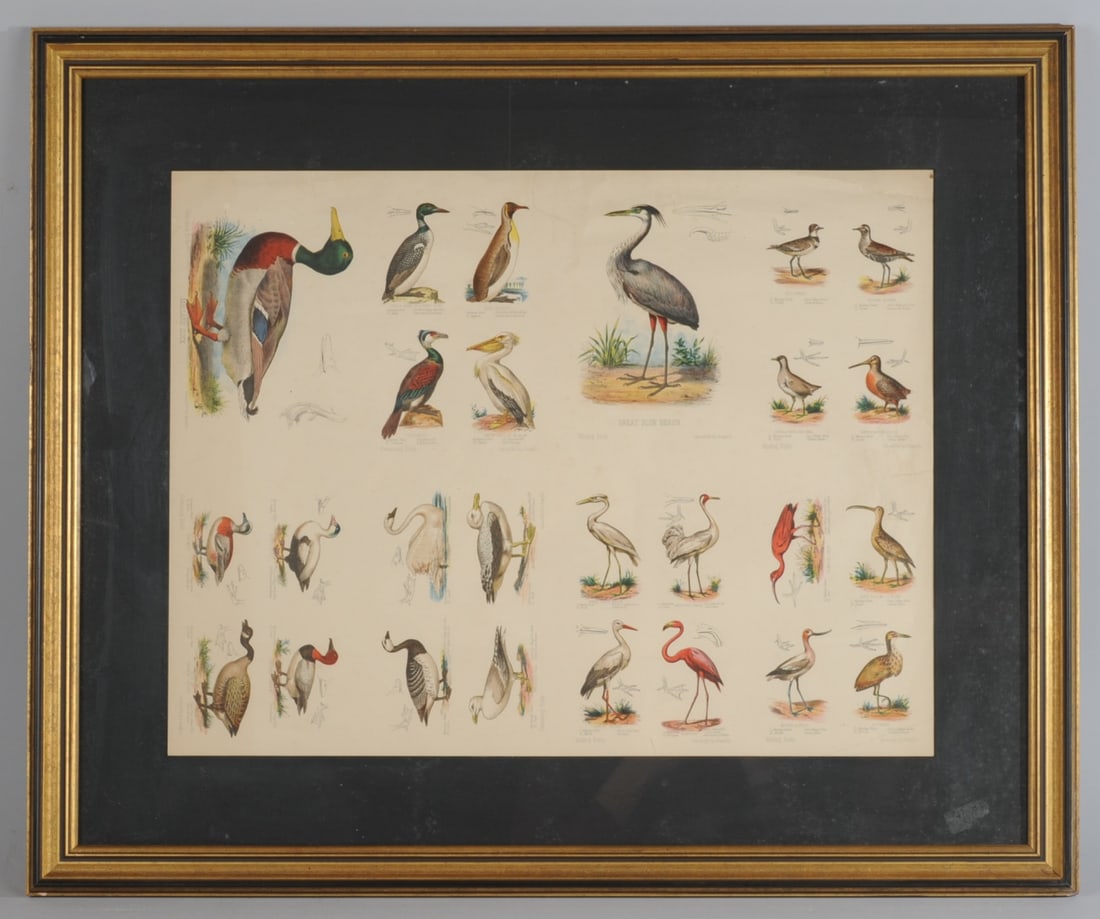 L. Prang & Co. Uncut Ornithologic Chromolithograph: Single uncut sheet of chromolithographic images of birds, possibly trade cards, featuring several swimming birds and wading birds including the great blue heron, mallard duck, etc. Several closed tear