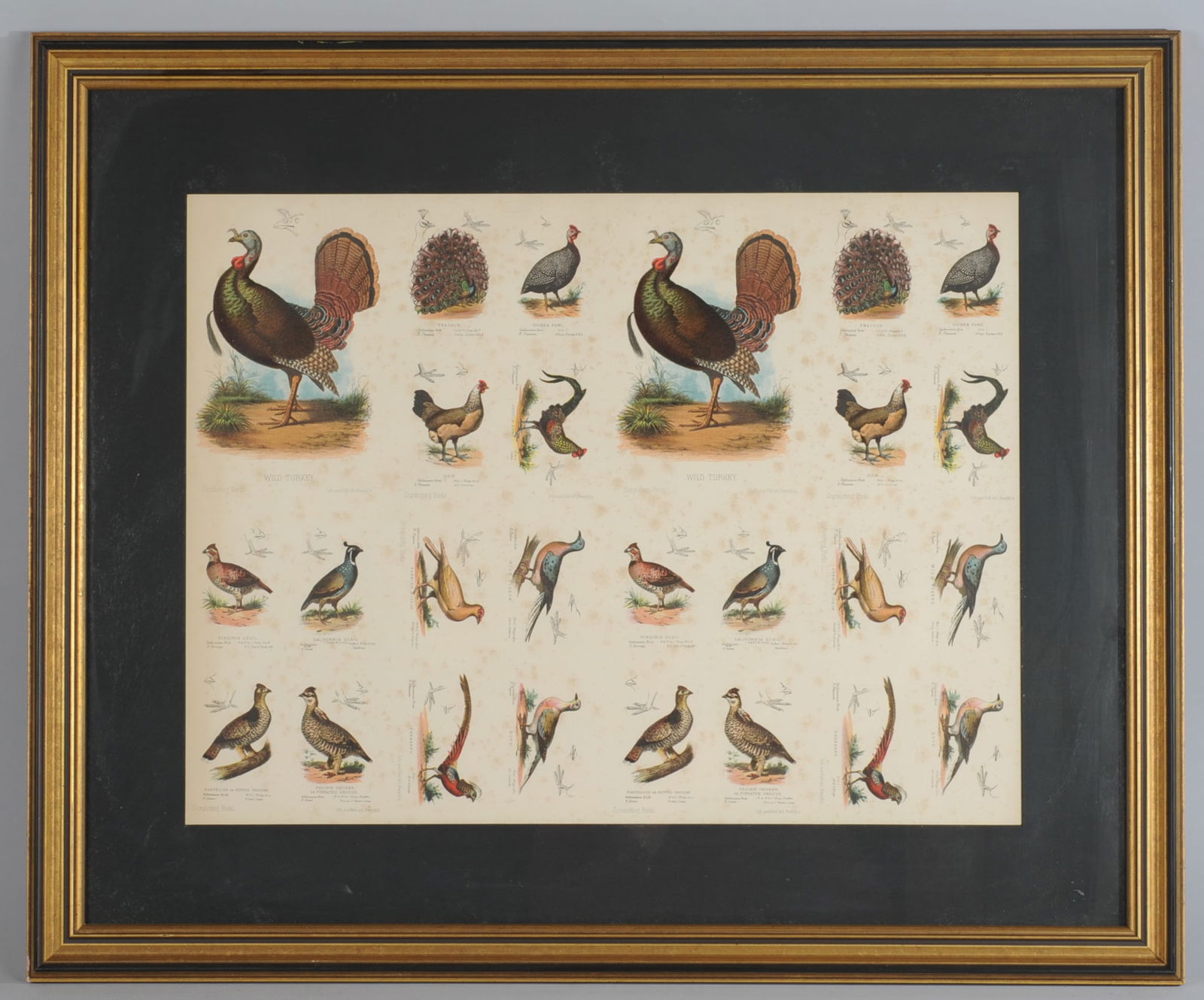 L. Prang & Co. Uncut Ornithologic Chromolithograph: Single uncut sheet of chromolithographic images of birds, possibly trade cards, featuring the wild turkey, Virginia quail, etc. Matted and framed, some foxing / discoloration, not examined out of fram