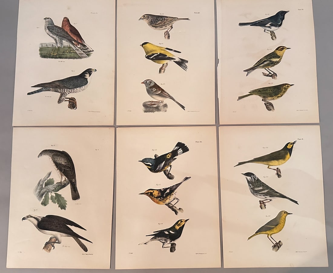 Six J.W. Hill Bird Lithographs: Late 19th century, unframed. Approx. 11" x 8 1/2". The sale of this item benefits the restoration of Historic Battersea in Petersburg, VA. A-14