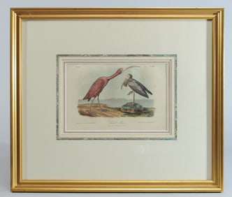 John James Audubon Litho Scarlet Ibis Bowen Ed.