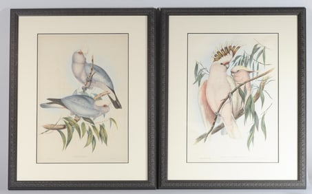 Two Richter & Gould Ornithological Lithographs