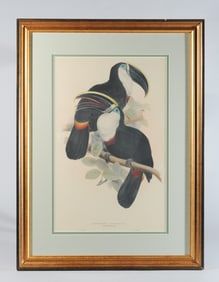 Lear & Gould Ornithological Lithograph