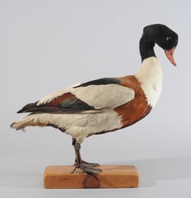 European Taxidermy Duck