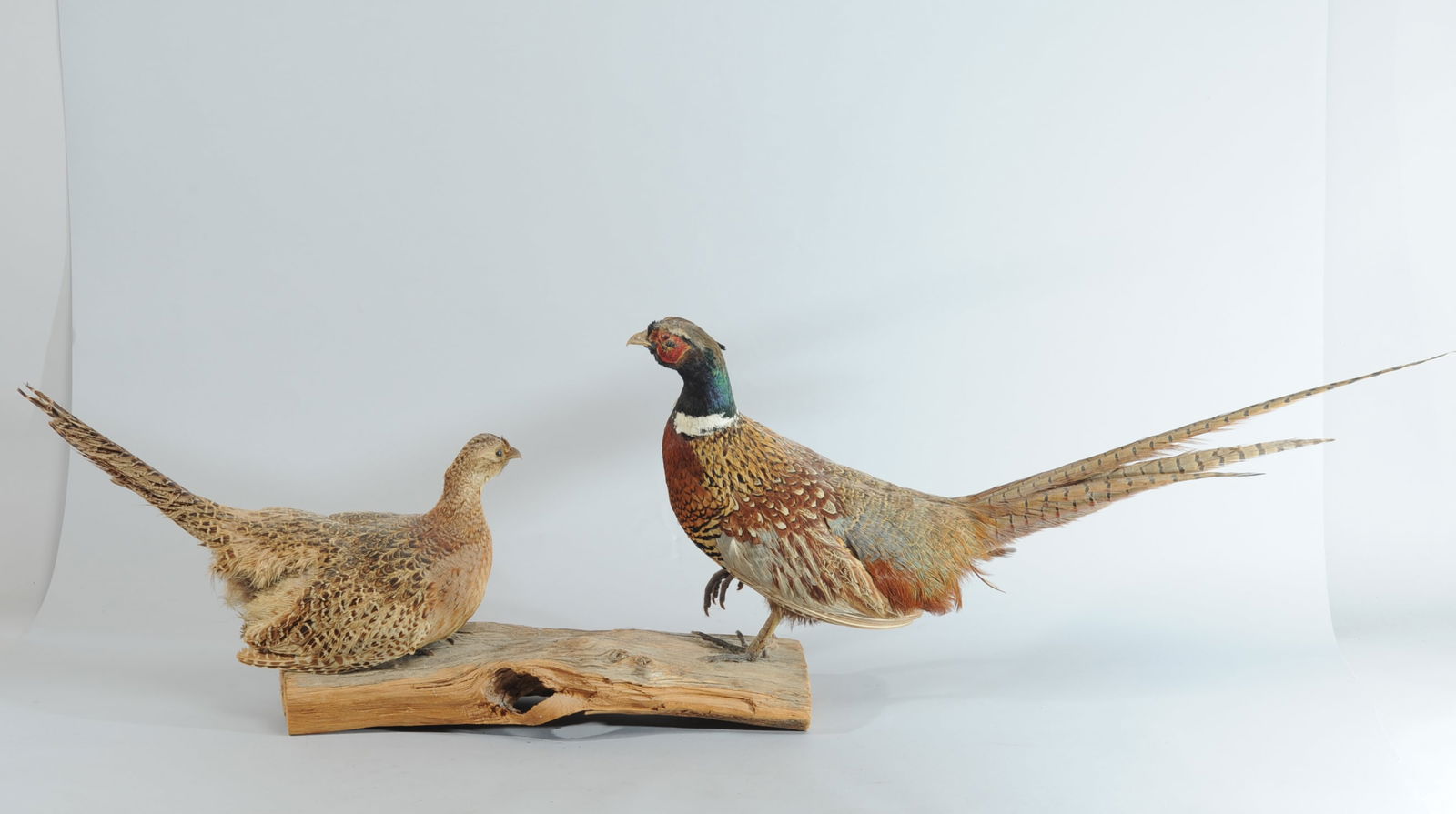 Hen & Rooster Ringneck Pheasant Mount (1 of 12)