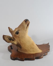 Charles H. Eldon Taxidermy Deer Head