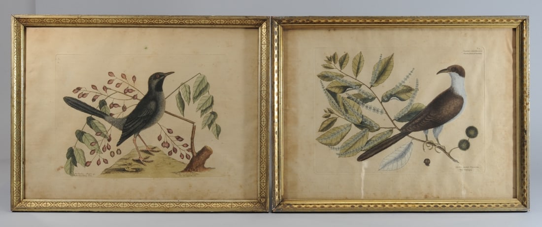 Mark Catesby (1682-1749) Two 18th C. Engravings (1 of 14)