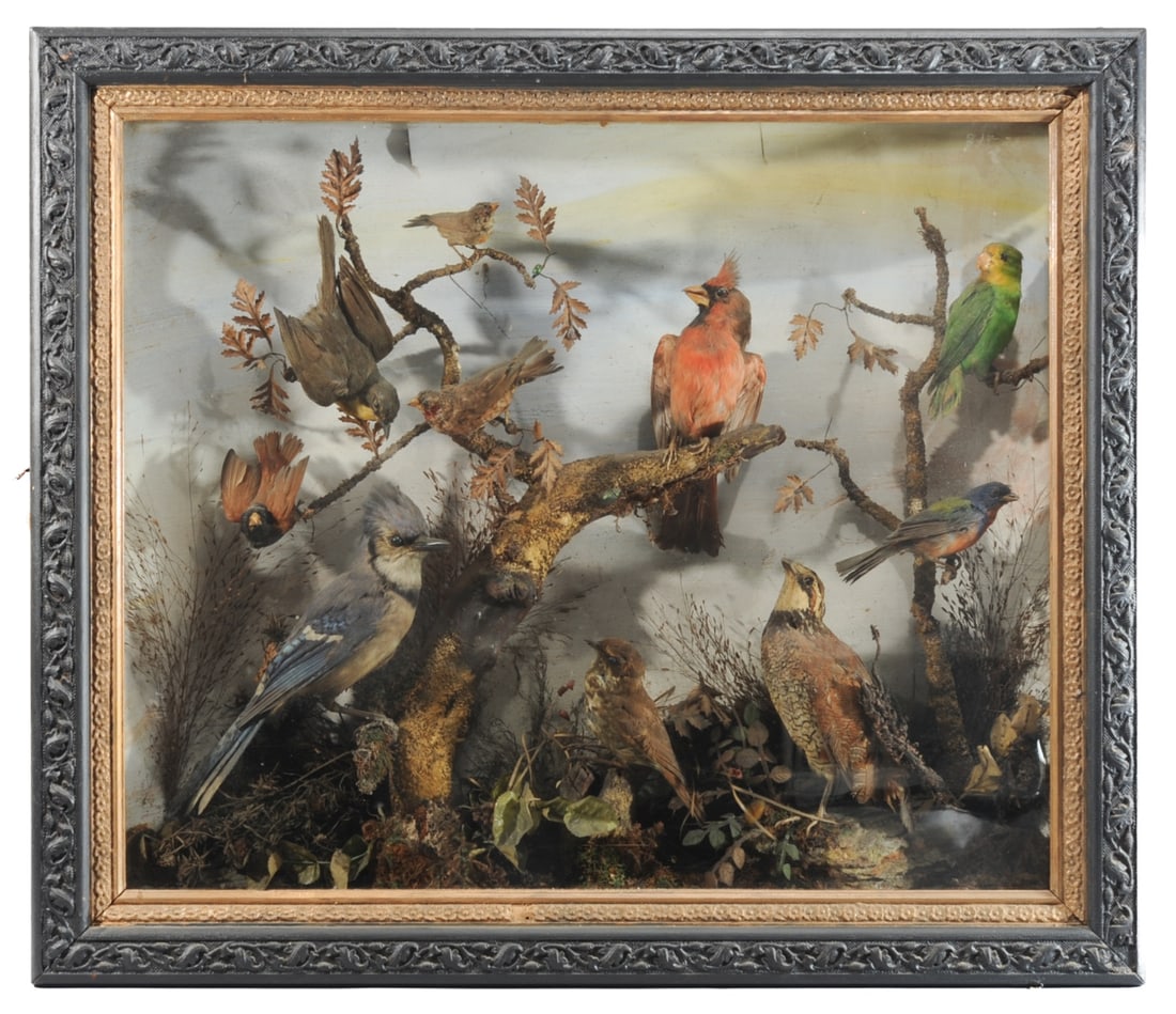 Victorian Cased Taxidermy 10-Bird Diorama (1 of 16)