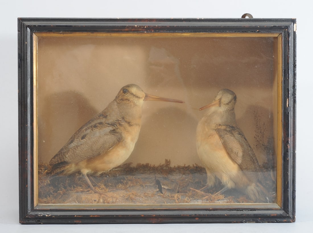 Victorian Taxidermy Diorama: 2 American Woodcocks (1 of 5)