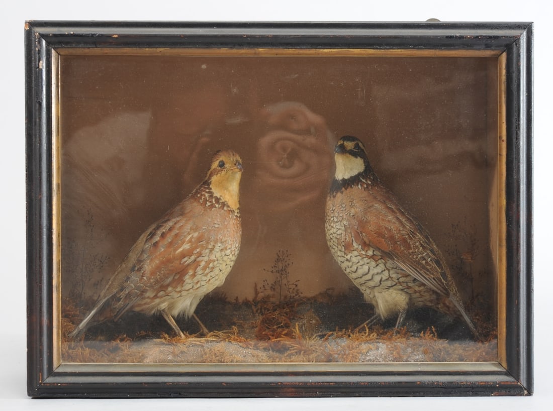 Victorian Taxidermy Diorama Bobwhite Quail (1 of 6)