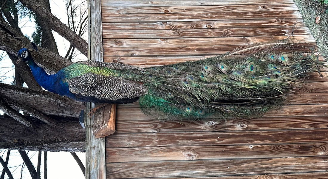 Blue Peacock Taxidermy Mount (1 of 14)