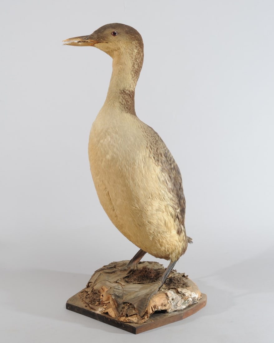 Antique Taxidermy Loon / Diver (1 of 12)