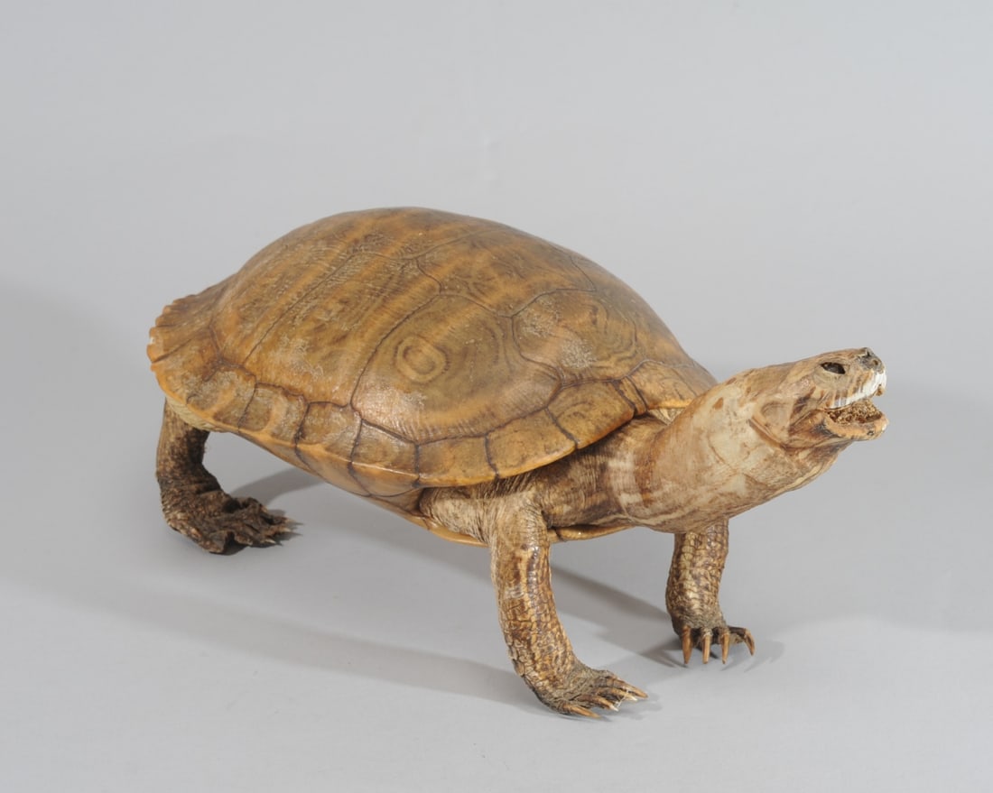 Taxidermy Turtle (1 of 7)