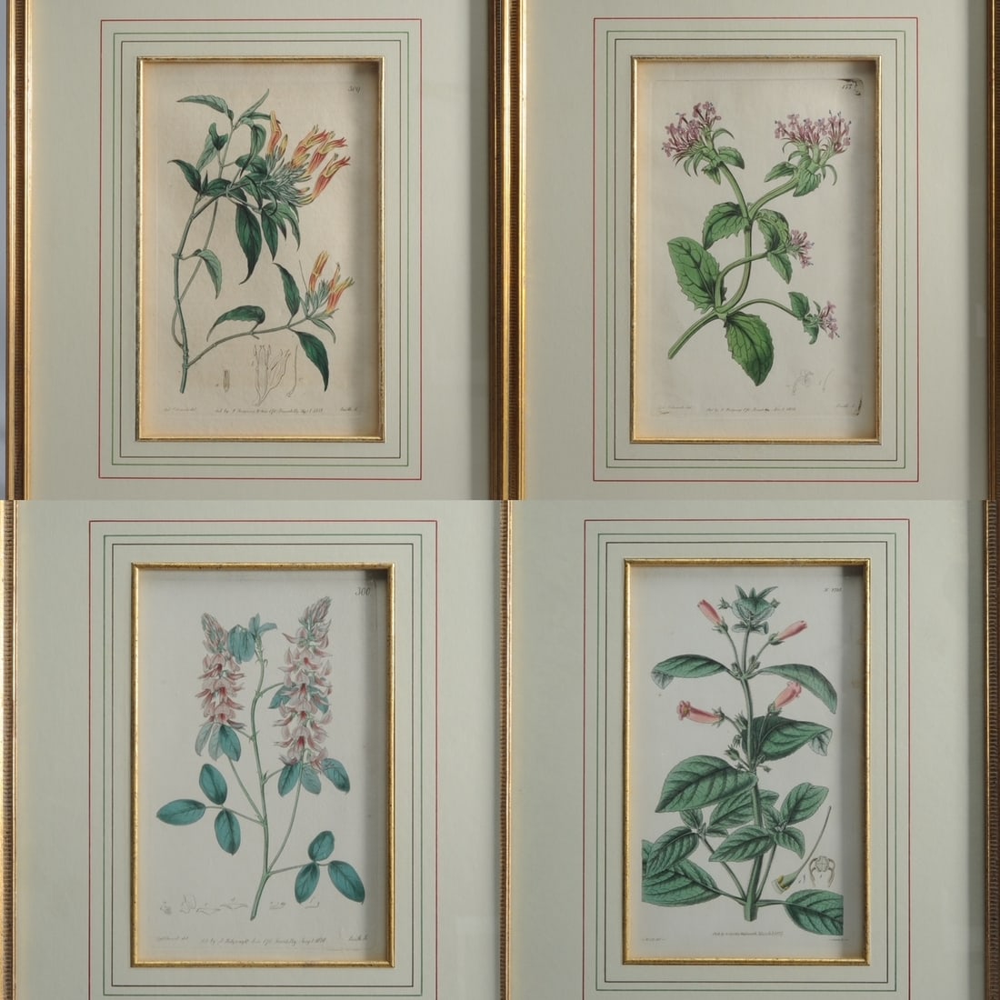4 E. 19th C Botanical Prints, Syd. Edwards, Hooker (1 of 12)