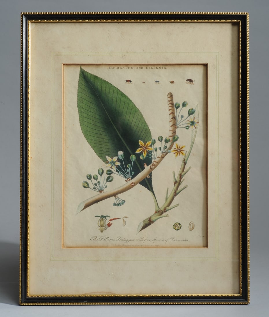 1803 Hand Colored Botanical Engraving John Pass (1 of 5)