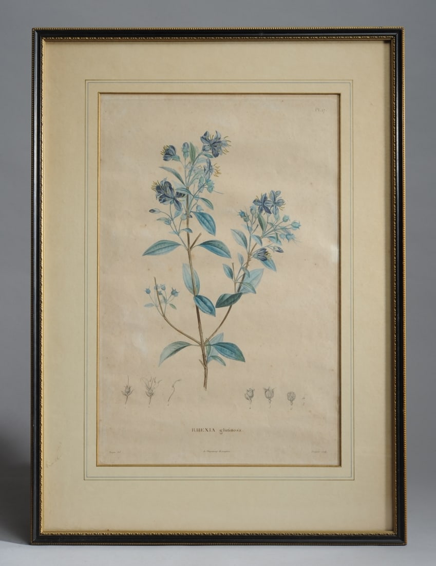 Framed French Botanical Print J. F. Turpin (1 of 8)